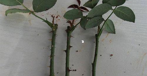 玫瑰种植的基本步骤是什么？怎样才能种出美丽的玫瑰？