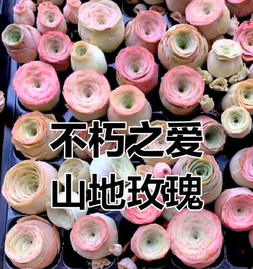 玫瑰种植的基本步骤是什么？怎样才能种出美丽的玫瑰？