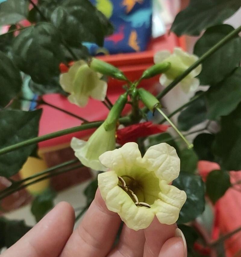幸福树会开什么花？幸福树开花的条件是什么？