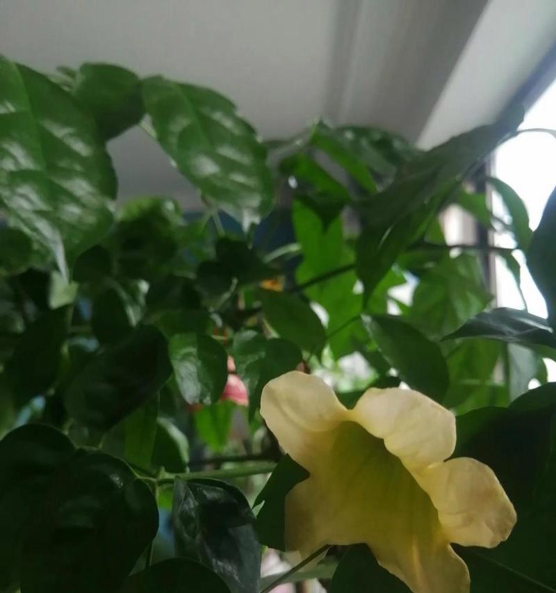 幸福树会开什么花？幸福树开花的条件是什么？
