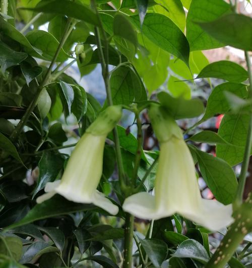 幸福树会开什么花？幸福树开花的条件是什么？