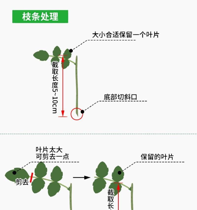长春花扦插的最佳时间是什么时候？扦插后如何管理？