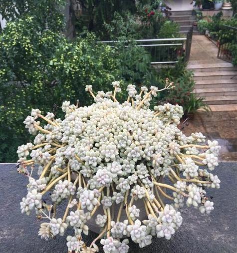 姬秋丽的养殖技巧有哪些？如何保持其生长旺盛？