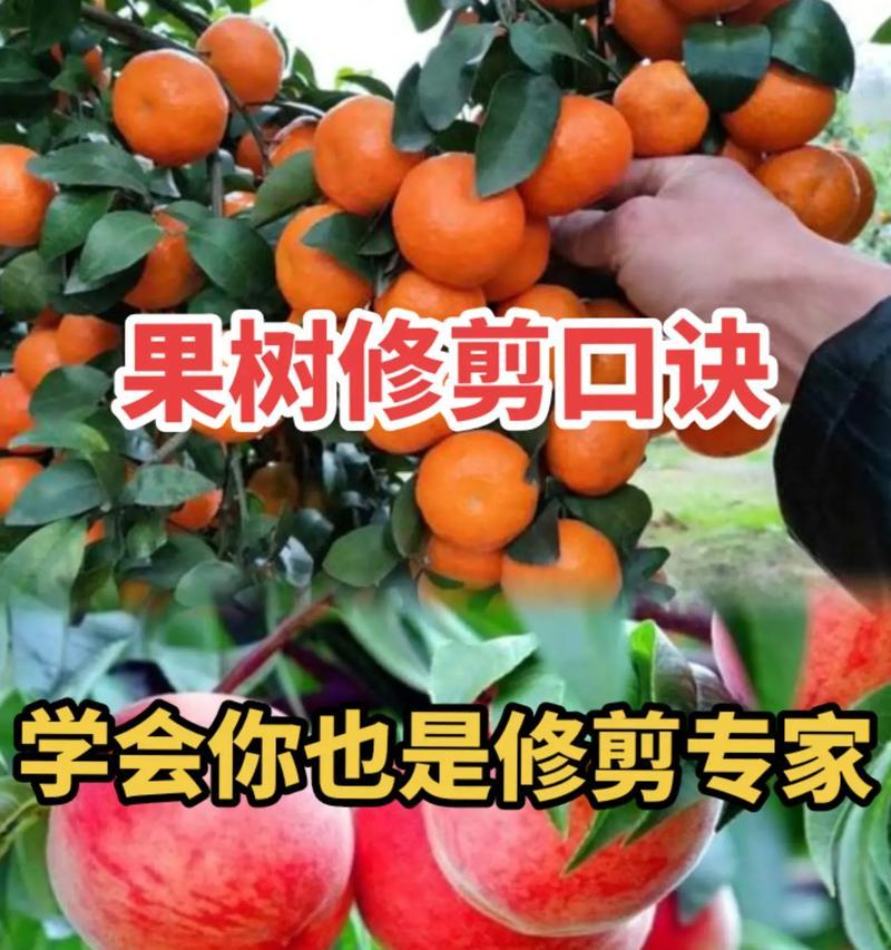 无花果剪枝的最佳时机和方法？