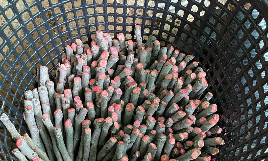 无花果剪枝的最佳时机和方法？