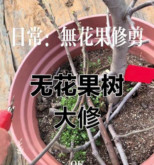 无花果剪枝的最佳时机和方法？