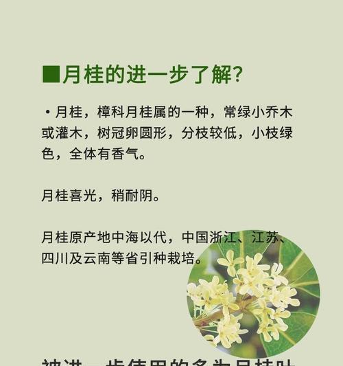 月桂树的养殖技巧有哪些？怎样保持其健康生长？