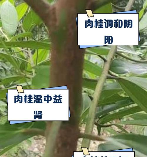 月桂树的养殖技巧有哪些？怎样保持其健康生长？