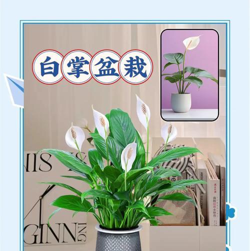 白掌开花后的养护和管理技巧是什么？