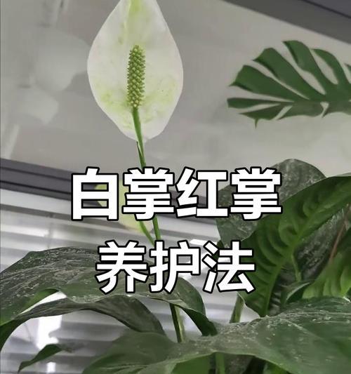 白掌开花后的养护和管理技巧是什么？