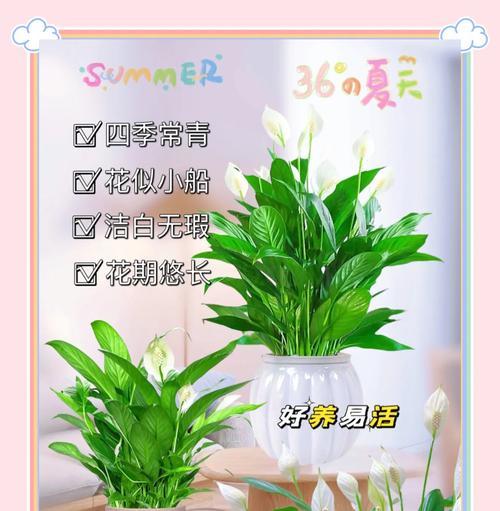 白掌开花后的养护和管理技巧是什么？