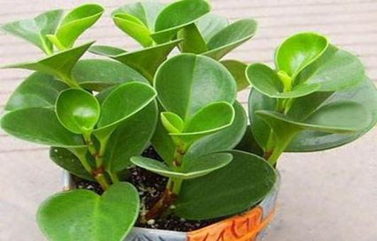 豆瓣长的养护秘诀是什么？如何才能养得茂盛？
