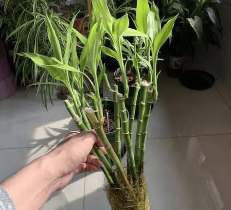转运竹如何繁殖？有哪些简单方法？