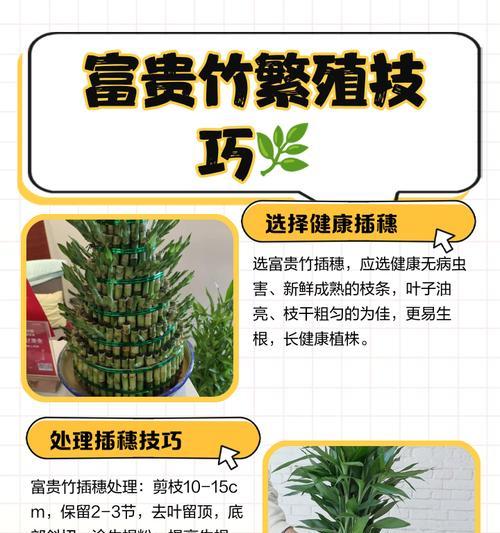 转运竹如何繁殖？有哪些简单方法？