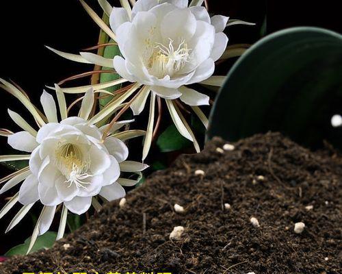 种花需要什么土？不同花卉对土壤的要求有何不同？