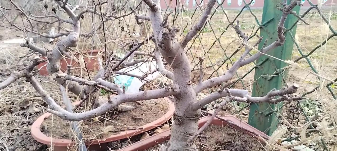 盆栽苹果树如何结出更多果实？有哪些关键因素？