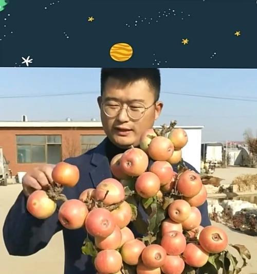 盆栽苹果树如何结出更多果实？有哪些关键因素？