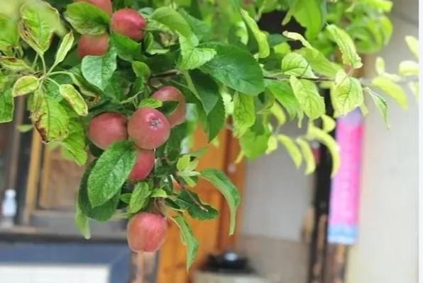 盆栽苹果树如何结出更多果实？有哪些关键因素？