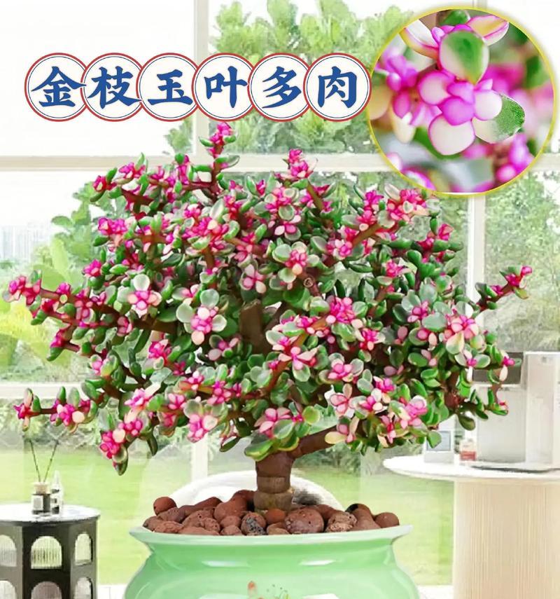 花卉金枝玉叶怎么养？有哪些注意事项？