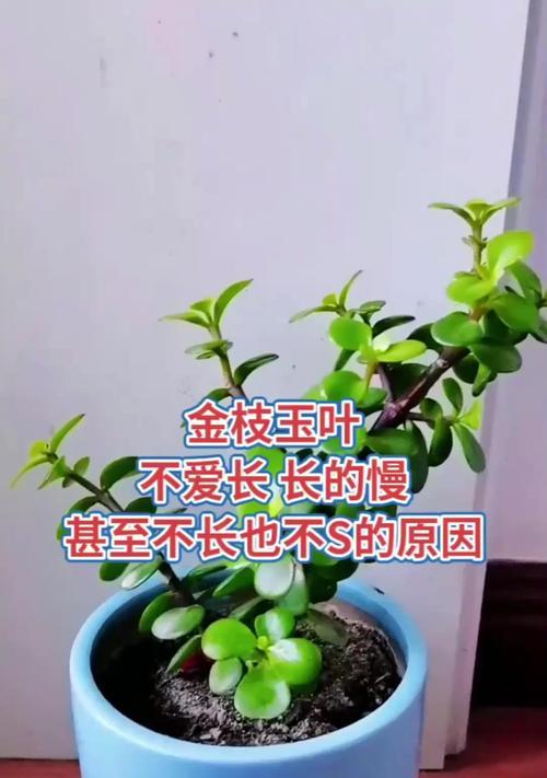花卉金枝玉叶怎么养？有哪些注意事项？