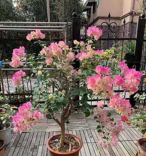 德国三角梅的养殖技巧是什么？怎样才能使其开花结果？
