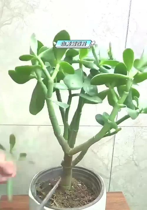 玉树可以嫁接的花卉有哪些？如何进行玉树的嫁接操作？