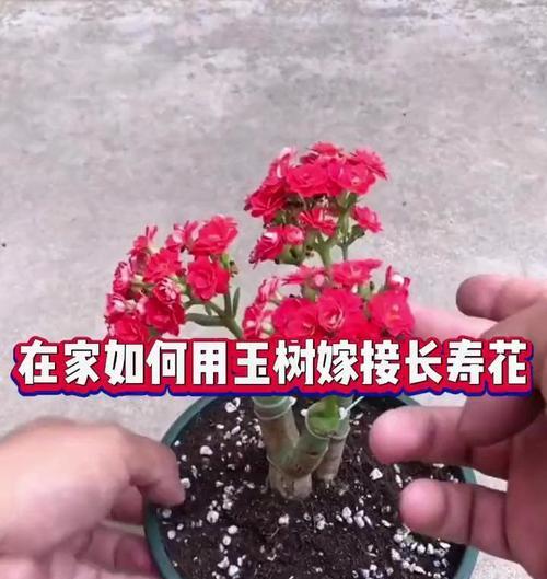 玉树可以嫁接的花卉有哪些？如何进行玉树的嫁接操作？