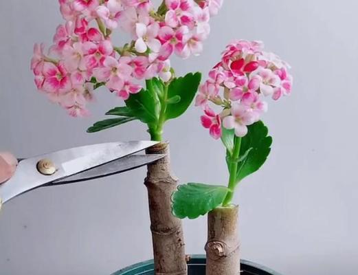 玉树可以嫁接的花卉有哪些？如何进行玉树的嫁接操作？