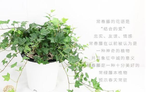 常青藤的正确养护方法是什么？