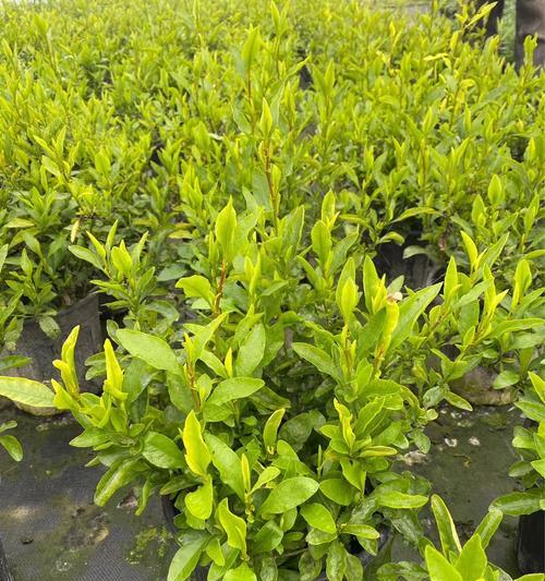 常见室内植物有哪些科属？如何识别室内植物的科属？