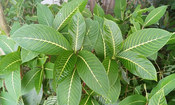 常见室内植物有哪些科属？如何识别室内植物的科属？