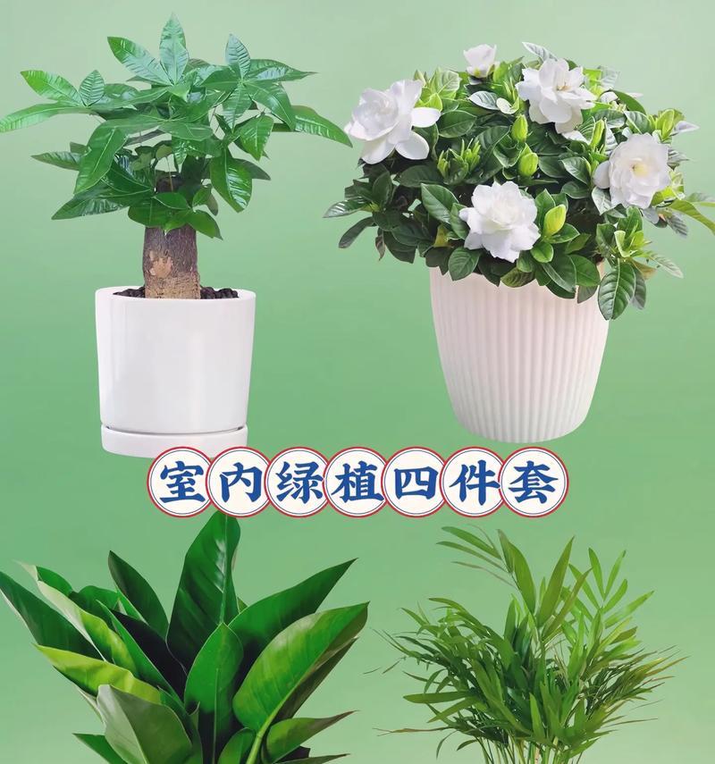 常见室内植物有哪些科属？如何识别室内植物的科属？