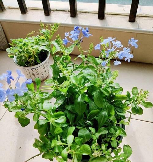 蓝雪花的开花时间？蓝雪花何时会开花？