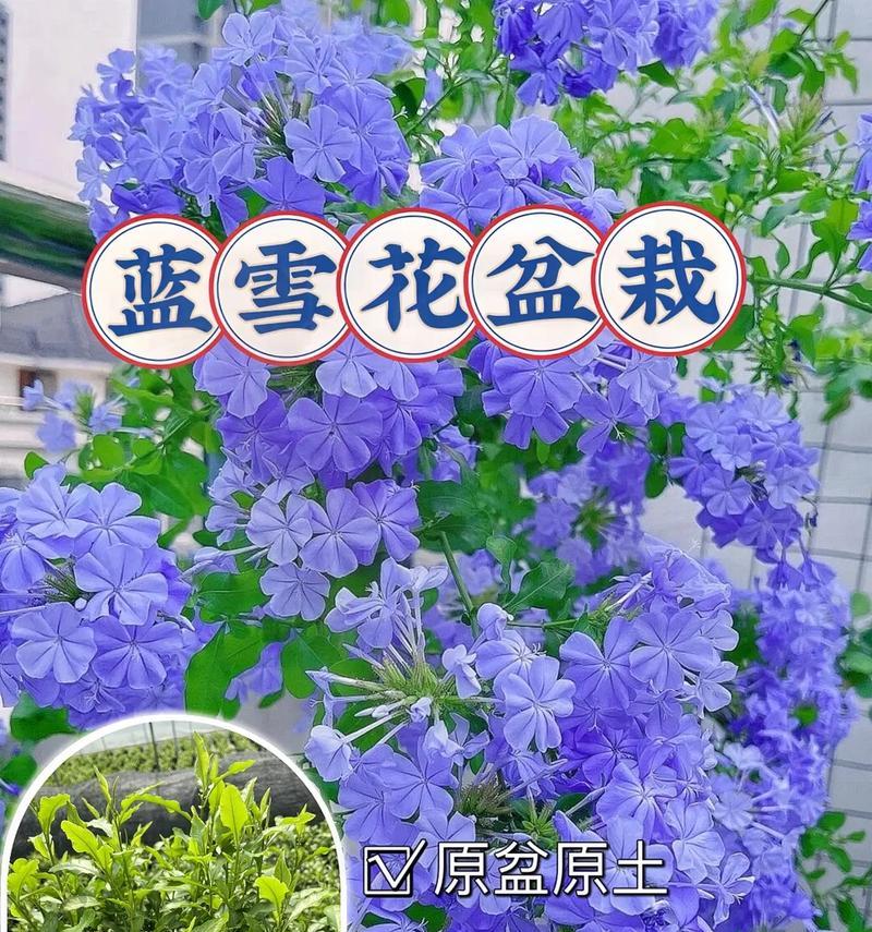 蓝雪花的开花时间？蓝雪花何时会开花？