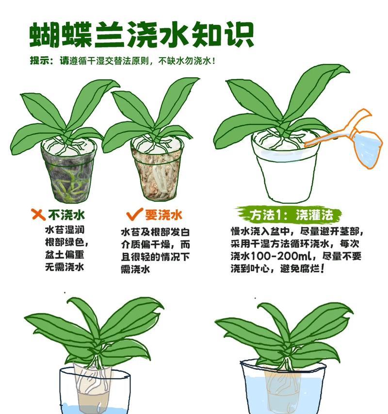兰花移栽的最佳时间是什么时候？移栽过程中应注意什么？