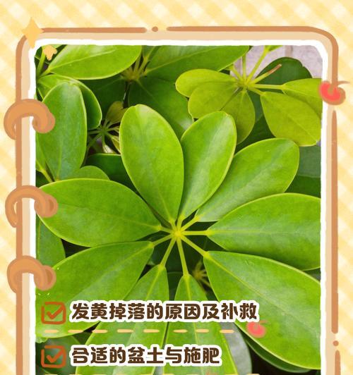 盆栽叶子发黄怎么办？如何诊断和解决？
