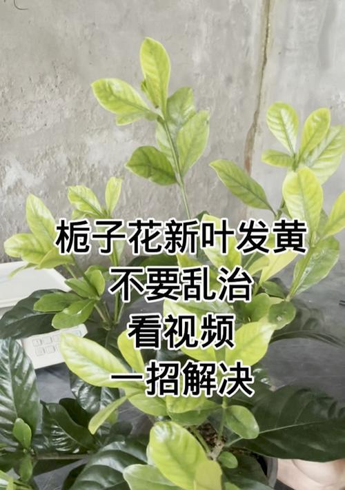 盆栽叶子发黄怎么办？如何诊断和解决？