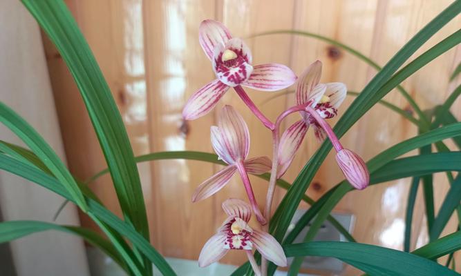 兰花品种繁多如何区分？兰花分类的标准是什么？