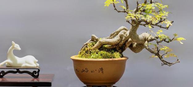 榆树的造型技巧有哪些？如何修剪成理想形状？