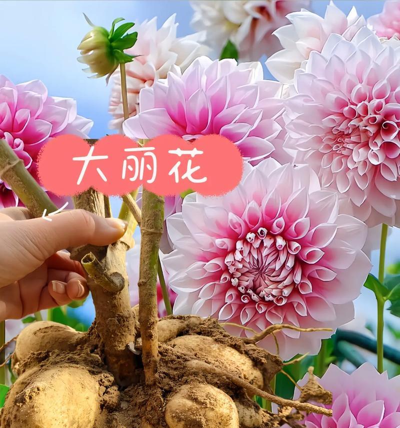 大丽花怎么种植？需要哪些特别的养护技巧？