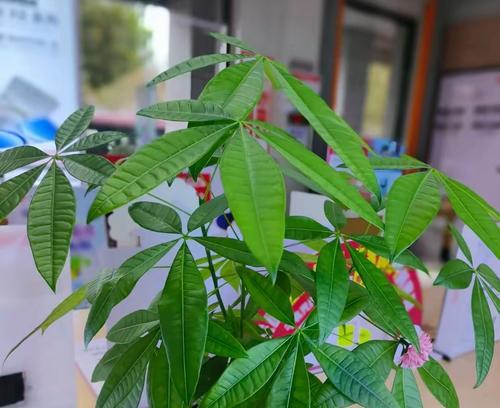 在家中适合养哪些植物？如何选择适合的室内植物？