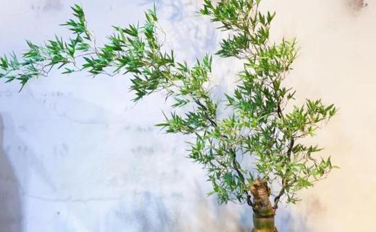 在家中适合养哪些植物？如何选择适合的室内植物？