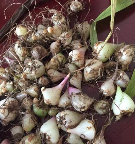 叶子细长根部像大蒜的植物是兰花吗？如何辨别兰花？