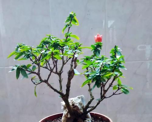 石榴盆景的养护要点是什么？如何保持其美观？