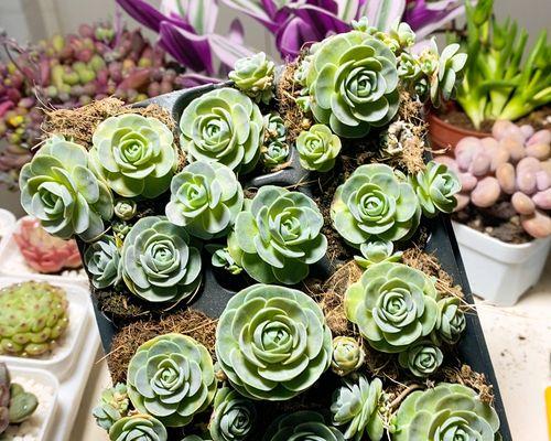 子持莲华如何剪花苞？正确的剪法是什么？