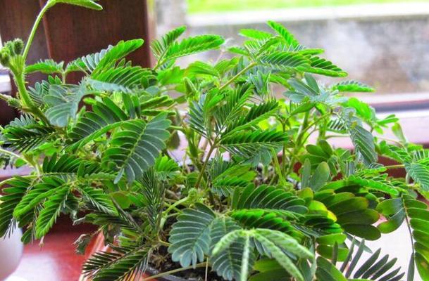 含羞草种植需要注意哪些事项？怎样才能使其快速生长？