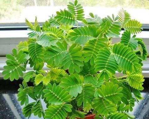 含羞草种植需要注意哪些事项？怎样才能使其快速生长？