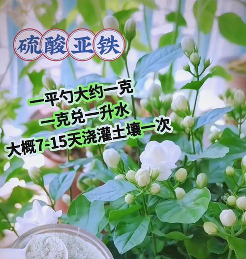 铁线花的养殖技巧有哪些？铁线花叶子发黄怎么办？