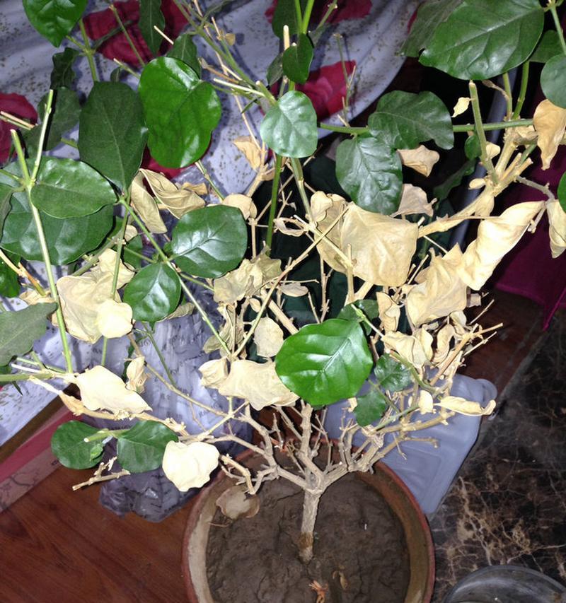 铁线花的养殖技巧有哪些？铁线花叶子发黄怎么办？