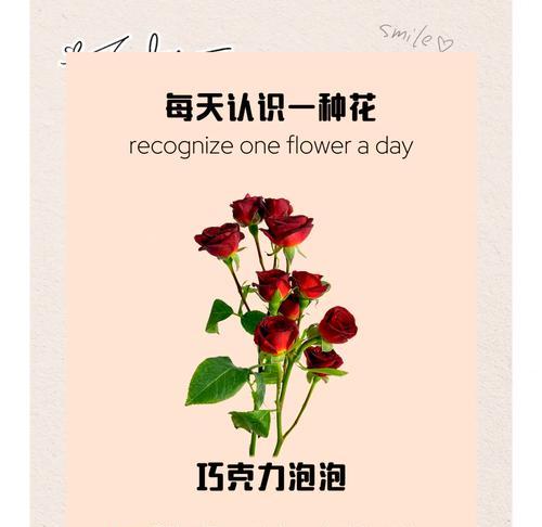 多头玫瑰为什么会突然蔫掉？